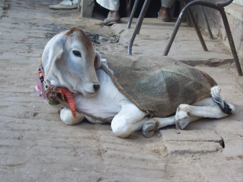 Surabhi_Cow_Vrindavan.jpg#asset:254:w1000