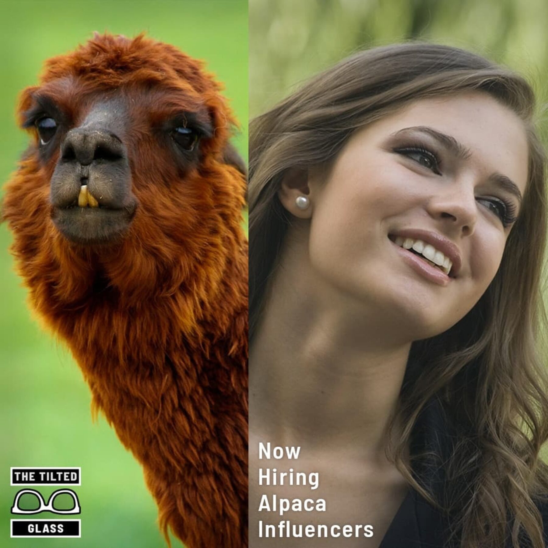 Now Hiring Alpaca Influencers