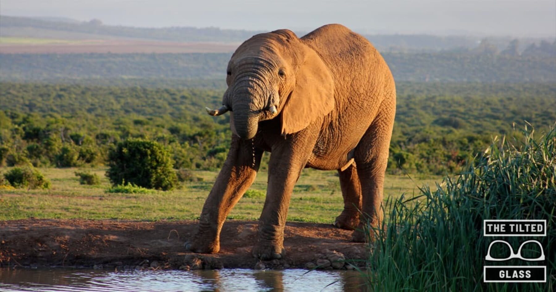 We the Animals Demand “Inhumane” Treatment