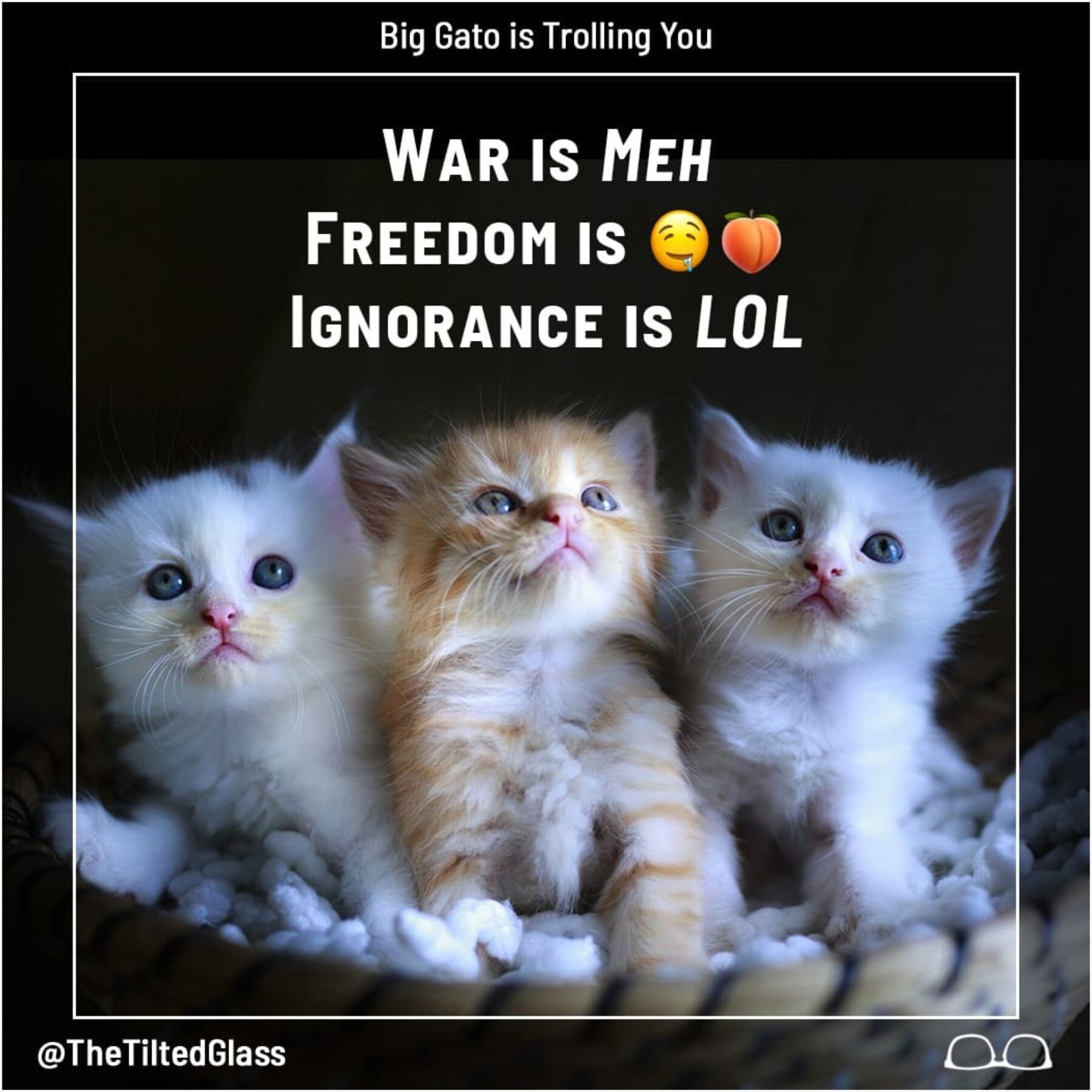 Big Gato is Trolling You