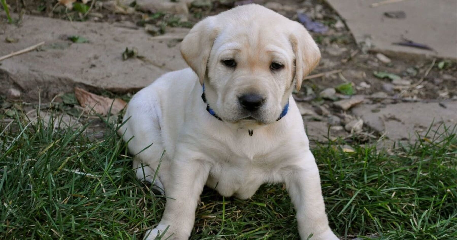 FCC Votes to Kill Cute Baby Puppy