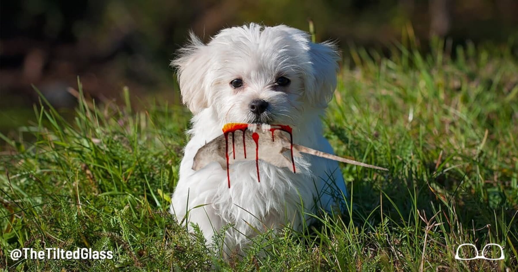 Dog Celebrates National Dog Day By Reading The Call Of The Wild