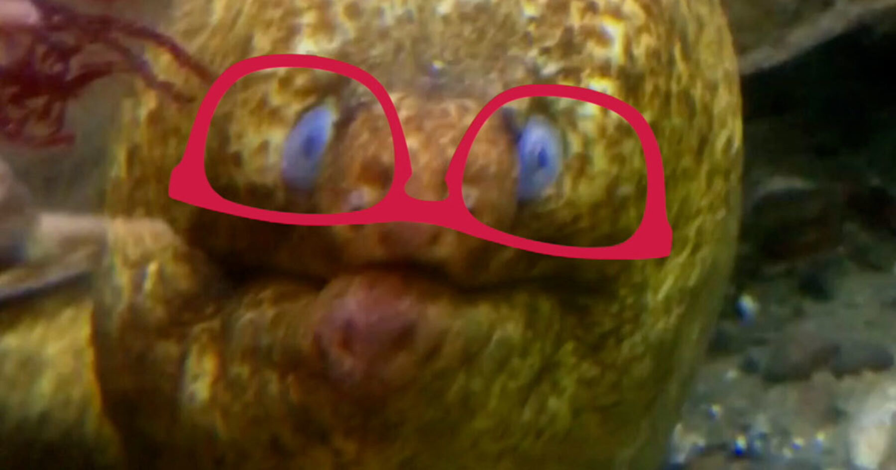 Video: ​Here's a Moray Eel wearing sunglasses with its mouth opening and closing just for you.​