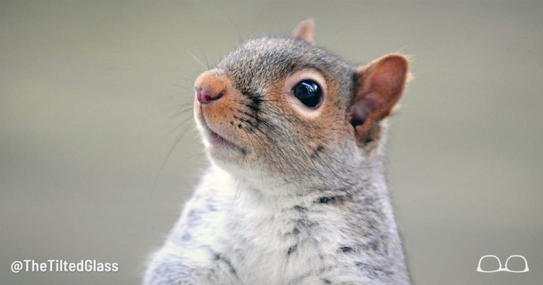 Gray Squirrel Removed From Endangered Species List