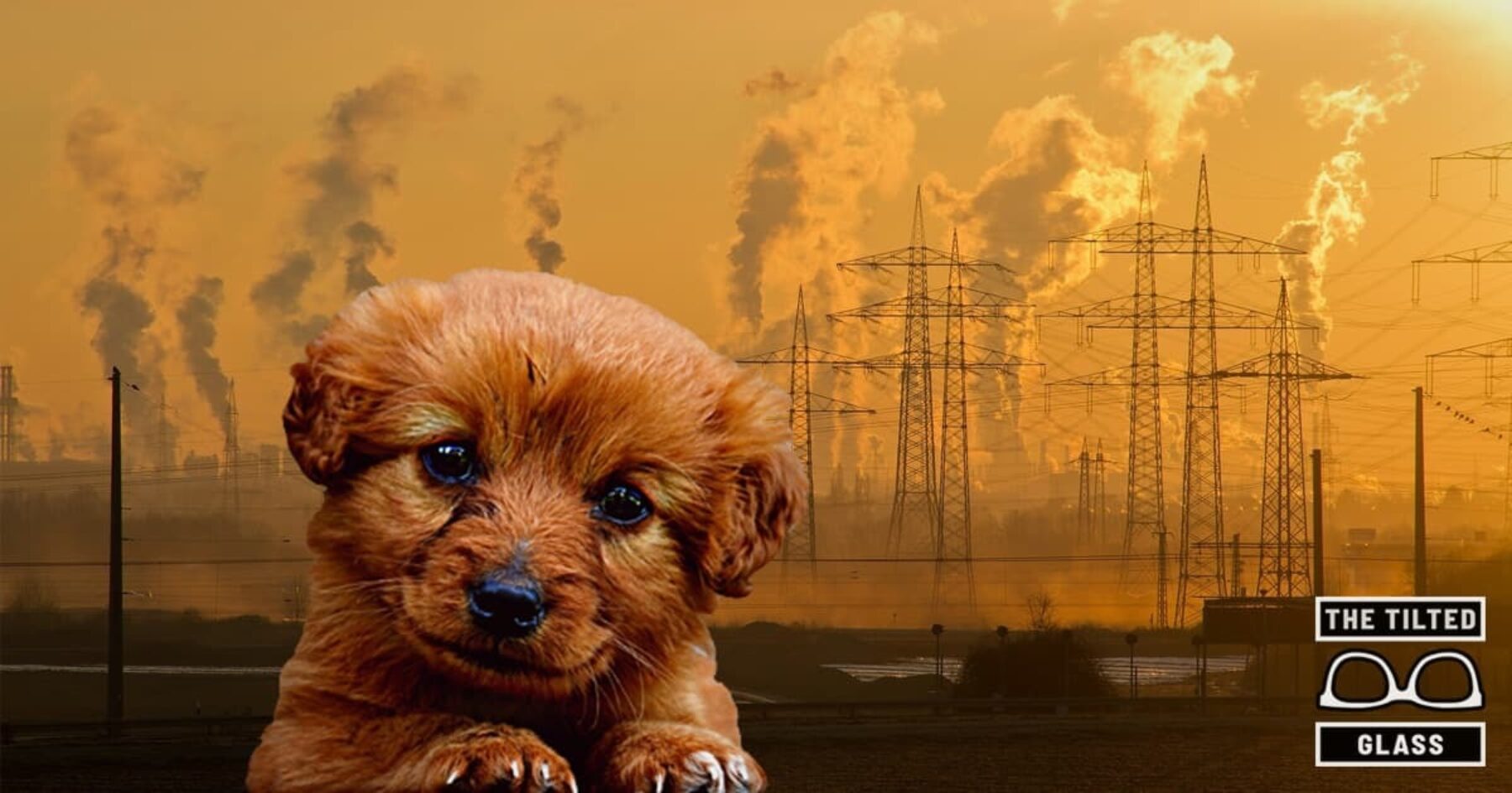 Man Arrested For Locking Puppy in Hot Planet