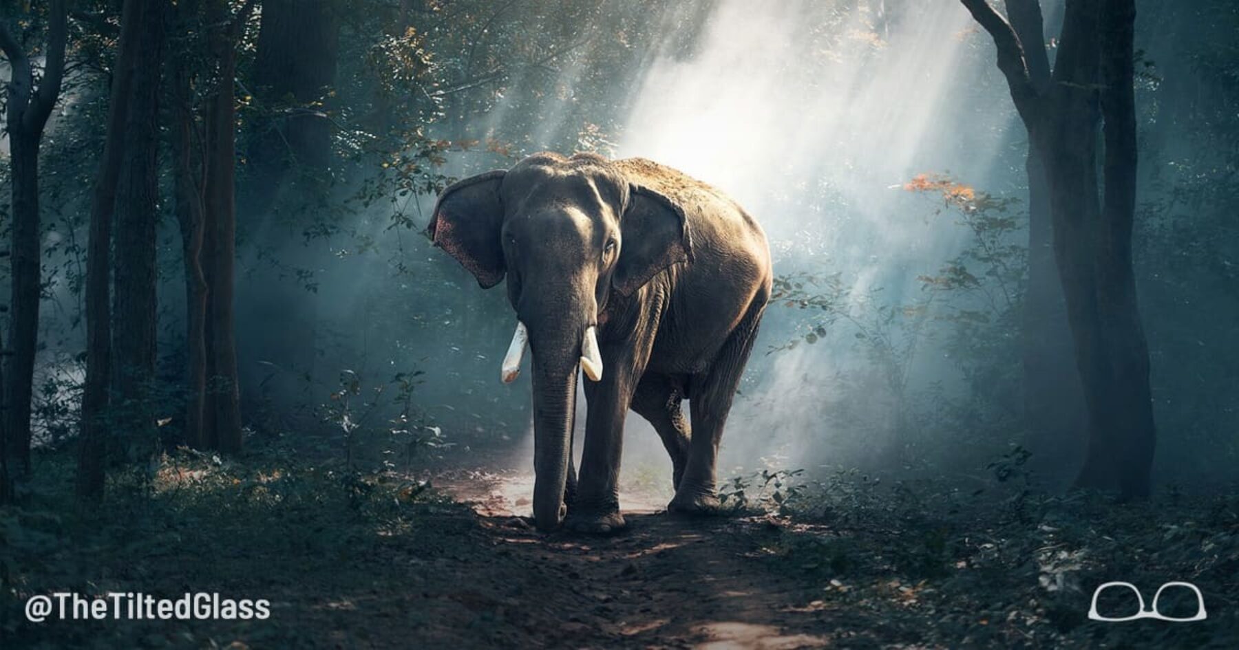 Just a Nice Photo of an Elephant.  Ahh.  So Amazing.