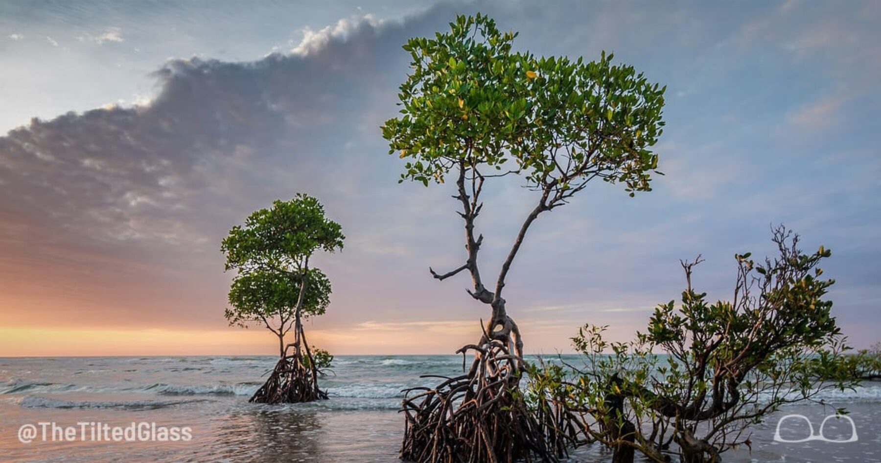 Drones Spread My Seed Far, Says Virile Mangrove