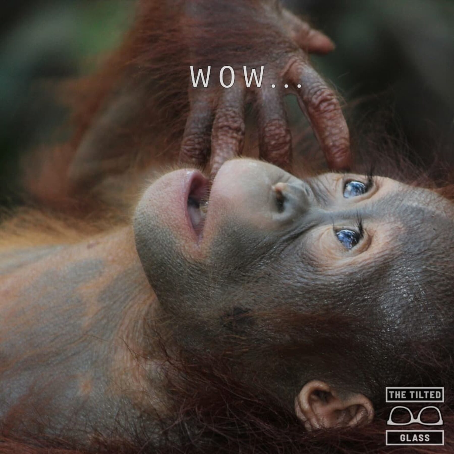 Just a Monkey Gazing into the Great Expanse