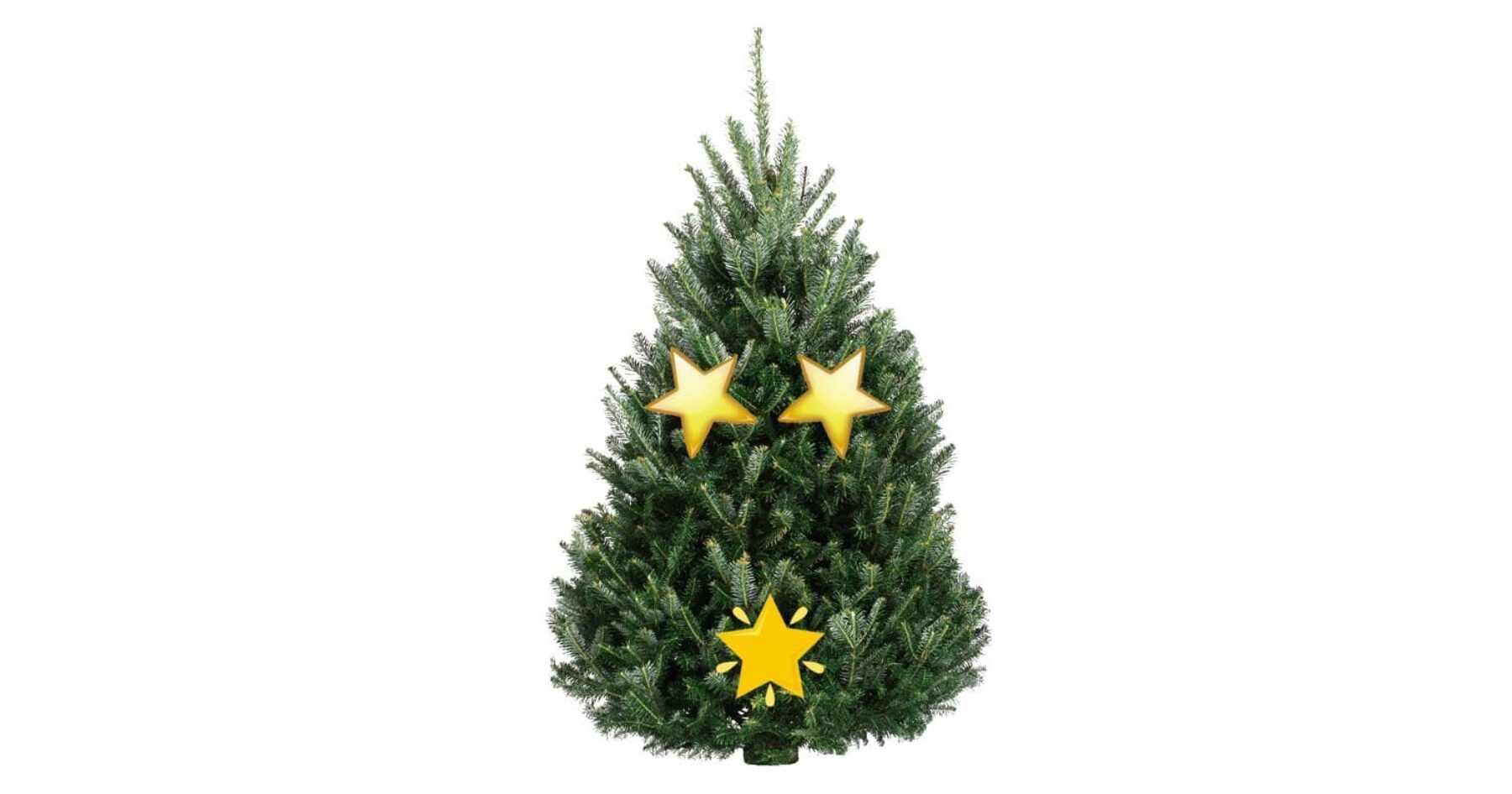 10 Stunning Photos of Christmas Trees Without Their Ornaments