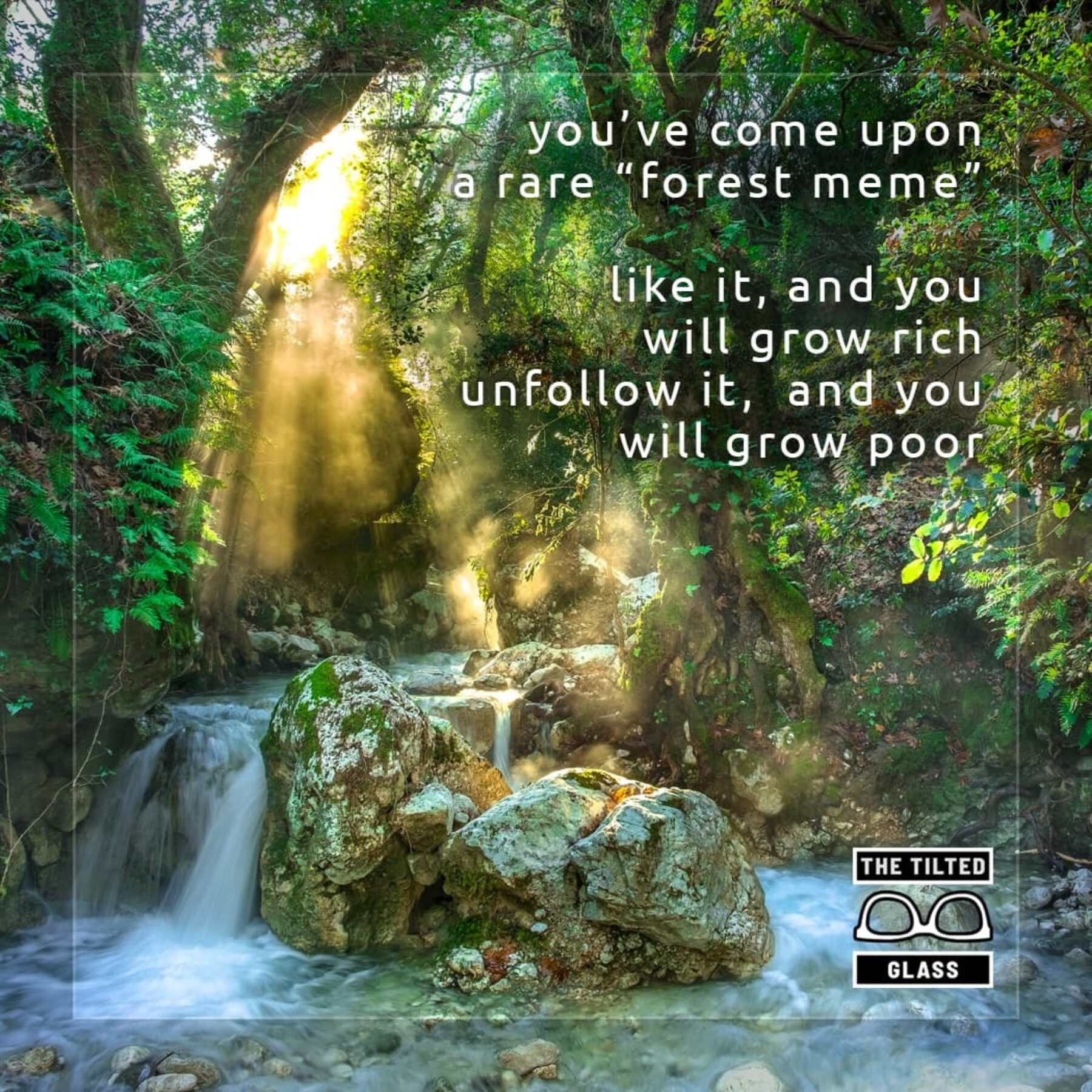 the rare forest meme