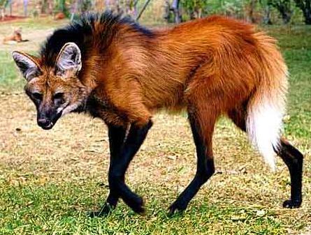 maned-wolf-3.jpg#asset:237