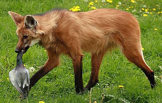 maned-wolf-4.jpg#asset:238