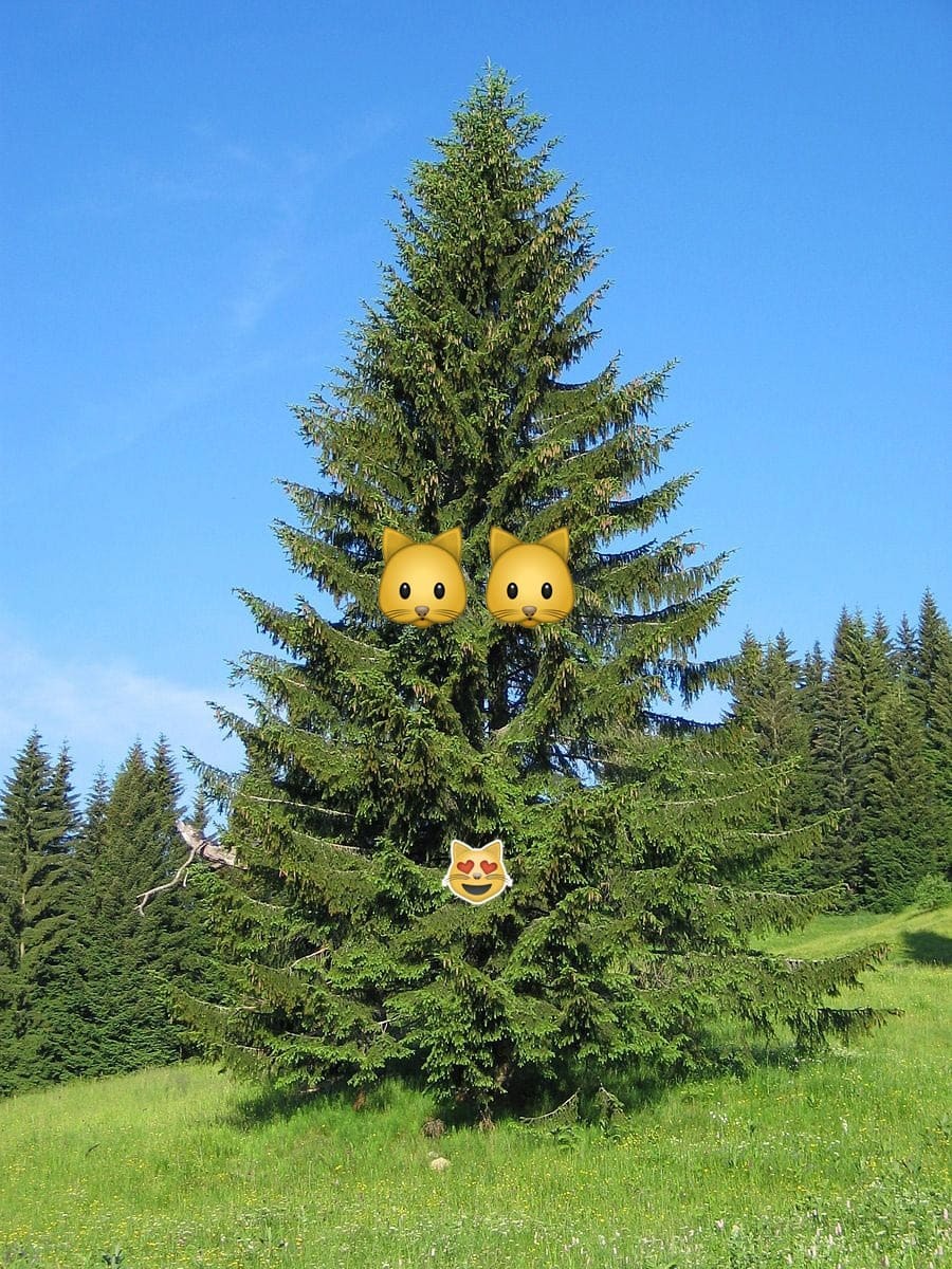 pine-2.jpg#asset:321