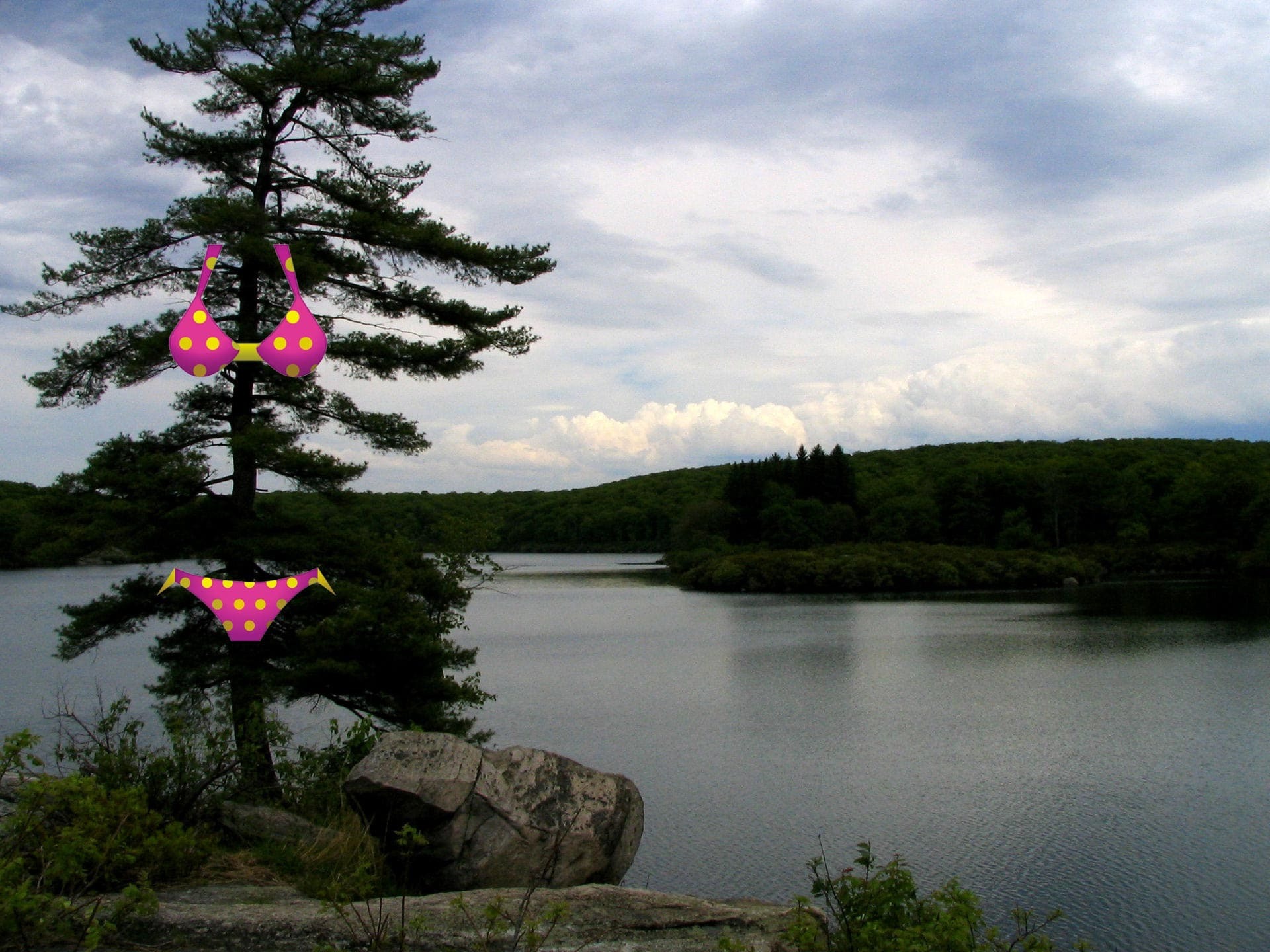 pine-3.jpg#asset:322