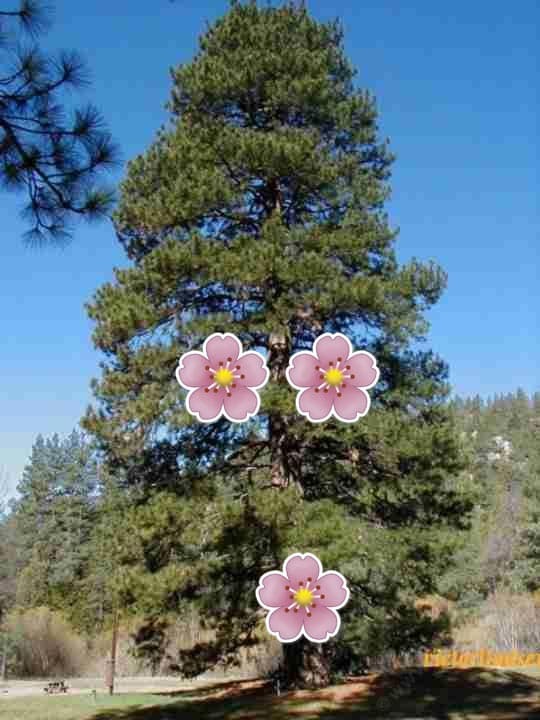 pine-4.jpg#asset:323