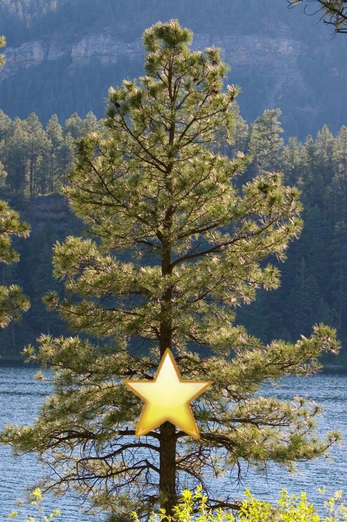 pine-5.jpg#asset:324