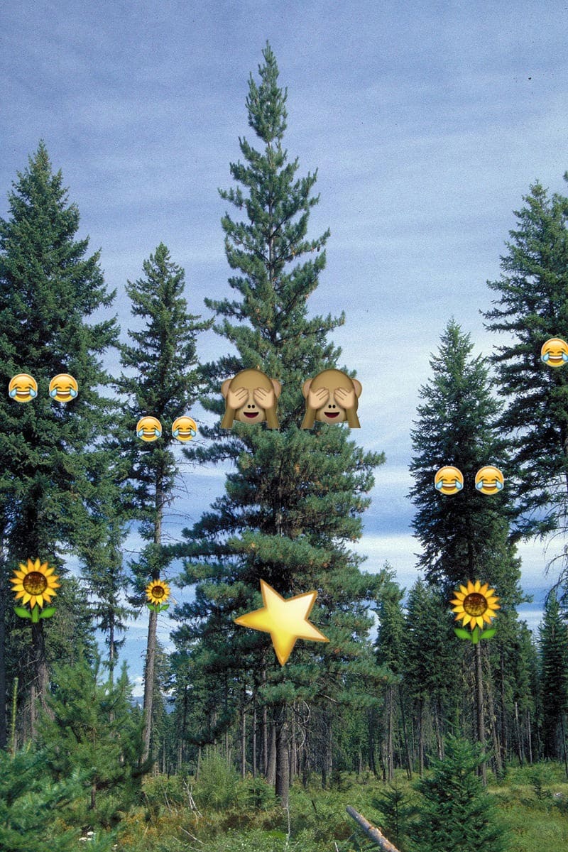 pine-7.jpg#asset:326