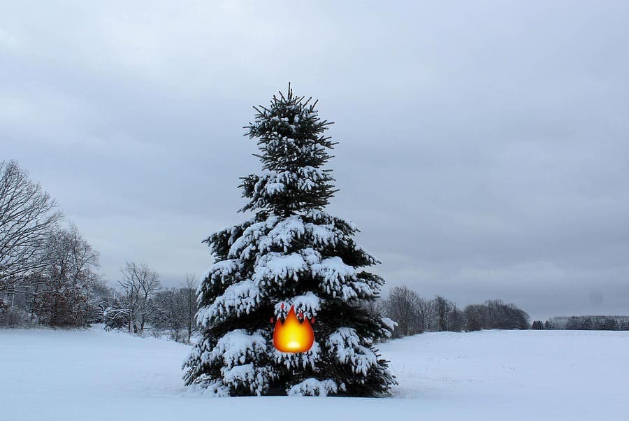 pine-9.jpg#asset:328